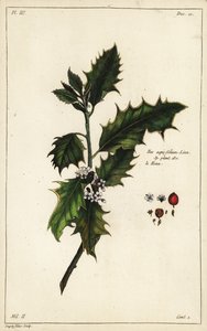 Cesmína evropská, Ilex aquifolium, Linn