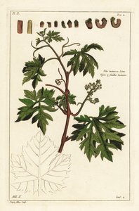 Listy a pučící hrozny na vinné révě, Vitis vinifera