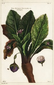 Mandragora, Mandragora