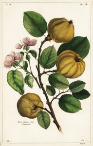 Kdoule a plody Cydonia oblonga Pyrus cydonia Linn