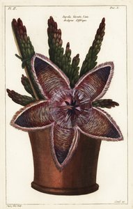 Hvězdice květina nebo rostlina mršiny, Stapelia hirsuta Linn
