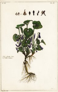 Sladká fialka, Viola odorata