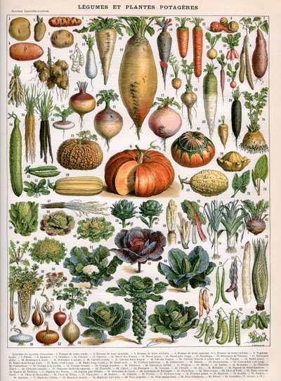 Ilustrace odrůd zeleniny, cca 1905-10 (barevné lito) od (after) Alillot