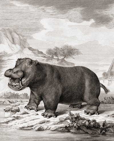 Hroch (Hippopotamus amphibius) od (after) Dutch School
