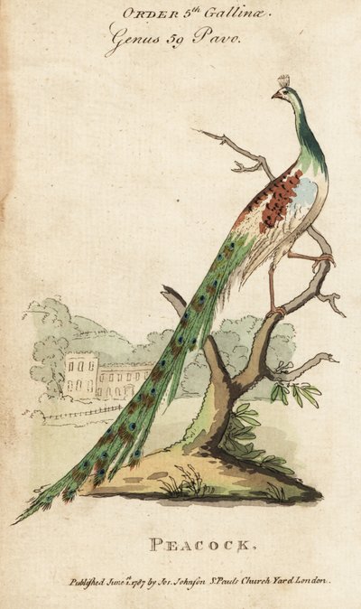 Indický páv nebo páv, Pavo cristatus od (after) English School