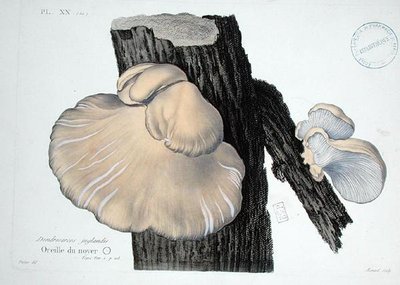 Dendrosarcos juglandis, deska 20 z 