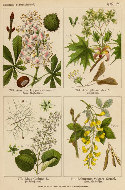 Aesculus Hippocastanum, Acer Platanoides, Rhus Cotinus, Laburnum Vulgare (barevná litografie) od (after) German School