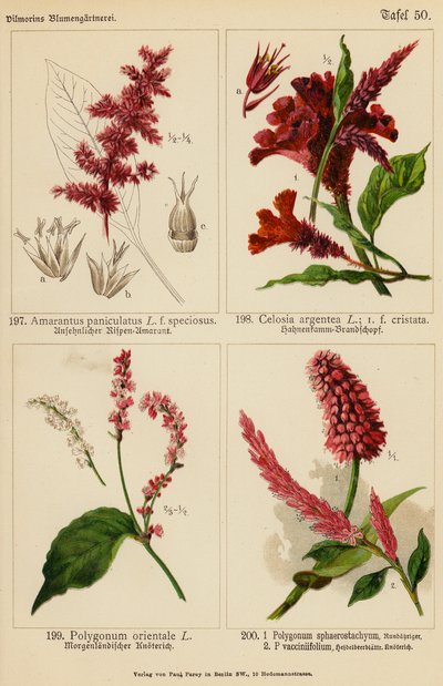Amarantus paniculatus, Celosia Argentea, Polygonum Orientale, Polygonum Sphaerostachyum, Polygonum Vacciniifolium (barevná litografie) od (after) German School