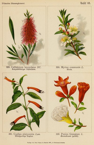 Callistemon Lanceolatus, Myrtus Communis, Cuphea Platycentra, Punica Granatum (barevná litografie) od (after) German School