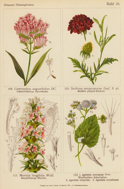 Centranthus Angustifolius, Scabiosa Atropurpurea, Morinia Longifolia, Ageratum Mexicanum, Ageratum Conyzodes, Ageratum Corymbosum (barevná litografie) od (after) German School