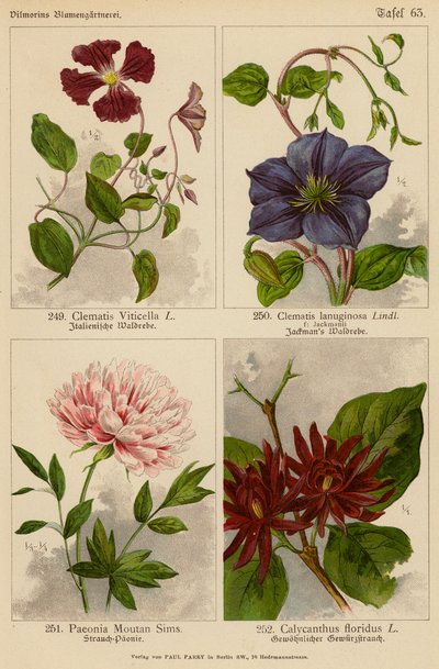 Clematis Viticella, Clematis Lanuginosa, Paeonia Moutan Sims, Calycanthus Floridus (barevná litografie) od (after) German School
