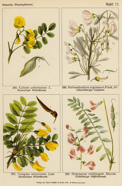 Colutea Arborescens, Halimodendron Argenteum, Caragana Arborescens, Hedysarum Multijugum (barevná litografie) od (after) German School