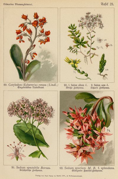 Cotyledon (Echeveria) Retusa, Sedum Album, Sedum Acre, Sedum Spectabile, Sedum Spurium (barevná litografie) od (after) German School