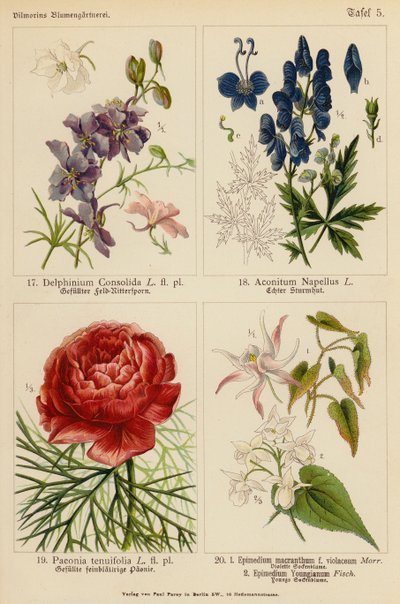 Delphinium Consolida, Aconitum Napellus, Paeonia Tenuifolia, Epimedium Macranthum F Violaceum, Epimedium Youngianum (barevná litografie) od (after) German School