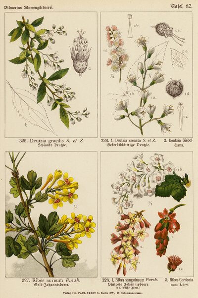 Deutzia Gracilis, Deutzia Crenata, Deutzia Sieboldiana, Ribes Aureum, Ribes Sanguineum, Ribes Gordonianum (barevná litografie) od (after) German School