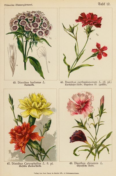Dianthus Barbatus, Dianthus Carthusianorum, Dianthus Caryophyllus, Dianthus Chinensis (barevná litografie) od (after) German School