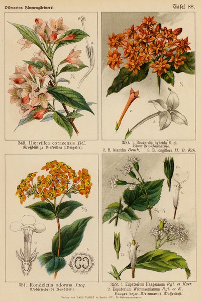 Diervillea Coraeensis, Bouvardia Hybrida, Bouvardia Leiantha, Bouvardia Longiflora, Rondeletia Odorata, Eupatorium Haageanum, Eupatorium Weinmaunianum (barevná litografie). od (after) German School