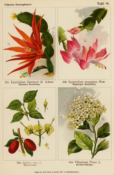 Epiphyllum Gaertneri, Epiphyllum Truncatum, Cornus Mas, Viburnum Tinus (barevná litografie) od (after) German School