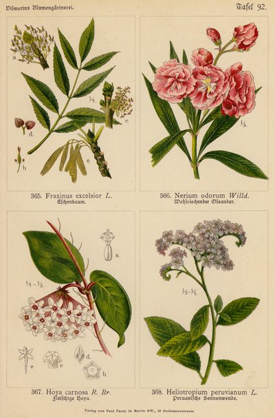 Fraxinus Excelsior, Nerium Odorum, Hoya Carnosa, Heliotropium Peruvianum (barevná litografie) od (after) German School