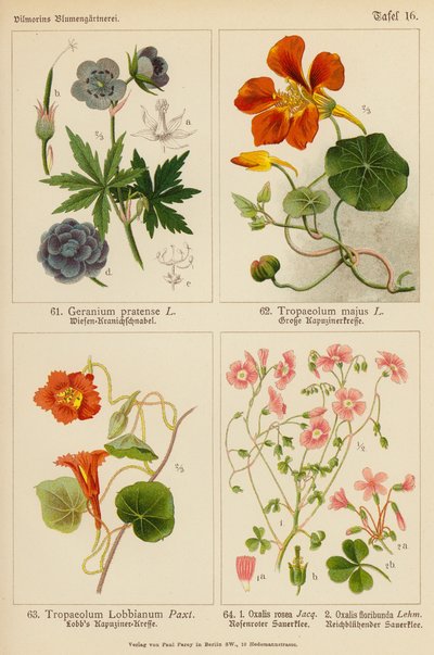 Geranium Pratense, Tropaeolum Majus, Tropaeolum Lobbianum, Oxalis Rosea, Oxalis Floribunda (barevná litografie) od (after) German School