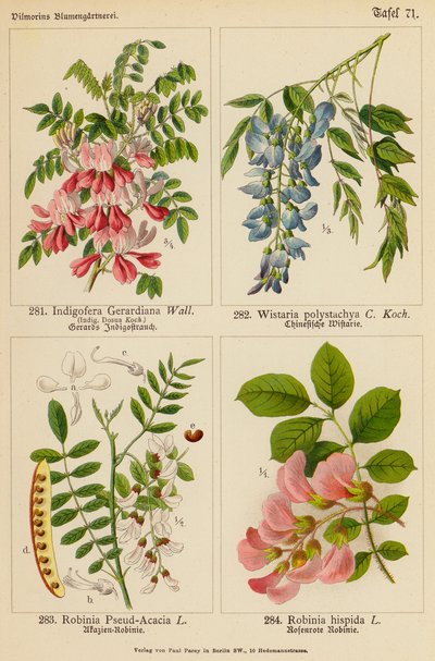 Indigofera Gerardiana, Wistaria Polystachya, Robinia Pseud-Acacia, Robinia Hispida (barevná litografie) od (after) German School