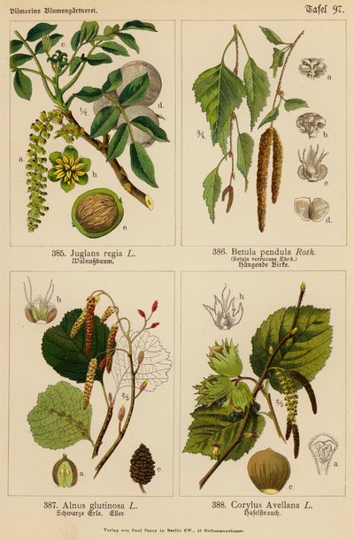 Juglans Regia, Betula Pendula, Alnus Glutinosa, Corylus Avellana (barevná litografie) od (after) German School