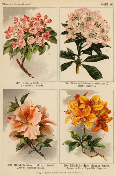 Kalmia Latifolia, Rhododendron Maximum, Rhododendron Indicum, Rhododendron Sinense (barevná litografie) od (after) German School
