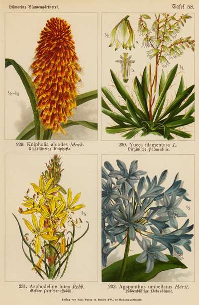 Kniphofia Aloodes, Yucca Filamentosa, Asphodeline Lutea, Agapanthus Umbellatus (barevná litografie) od (after) German School