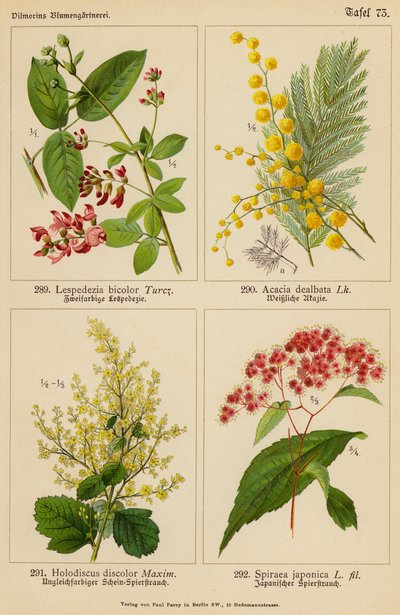 Lespedezia Bicolor, Acacia Dealbata, Holodiscus Discolor, Spiraea Japonica (barevná litografie) od (after) German School