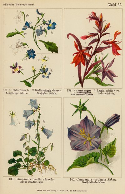 Lobelia Erinus, Bolelia Pulchella, Lobelia Fulgens, Lobelia Hybrida, Campanula Pusilla, Campanula Turbinata (barevná litografie) od (after) German School