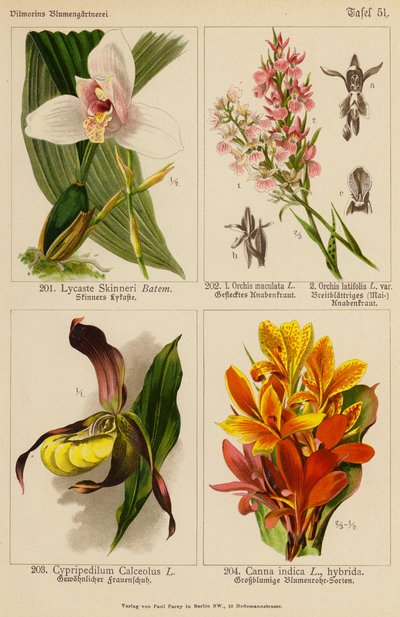 Lycaste Skinneri, Orchis Maculata, Orchis Latifolia, Cypripedilum Calceolus, Canna Indica (barevná litografie) od (after) German School