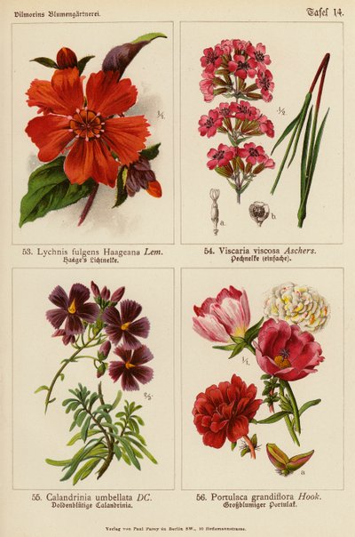 Lychnis Fulgens Haageana, Viscaria Viscosa, Calandrinia Umbellata, Portulaca Grandiflora (barevná litografie) od (after) German School