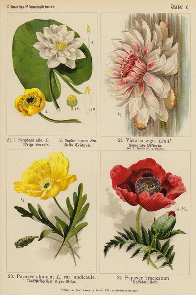 Nymphaea Alba, Nuphar Luteum, Victoria Regia, Papaver Alpinum, Papaver Bracteatum (barevná litografie) od (after) German School