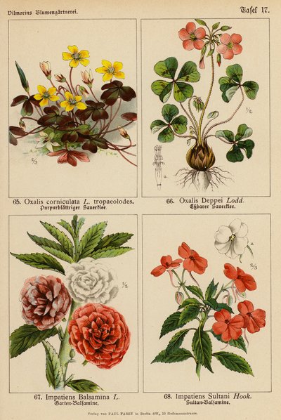 Oxalis Corniculata, Oxalis Deppei, Impatiens Balsamina, Impatiens Sultani (barevná litografie) od (after) German School