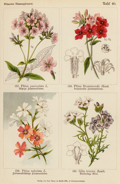 Phlox Paniculata, Phlox Drummondii, Phlox Subulata, Gilia Tricolor (barevná litografie) od (after) German School