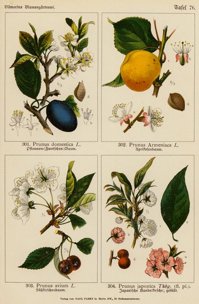 Prunus Domestica, Prunus Armeniaca, Prunus Avium, Prunus Japonica (barevná litografie) od (after) German School