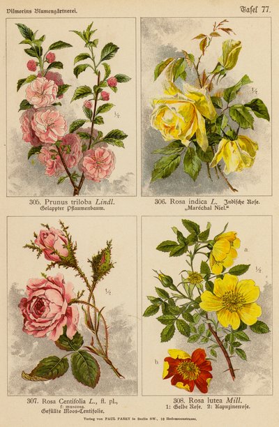 Prunus Triloba, Rosa Indica, Rosa Centifolia, Rosa Lutea (barevná litografie) od (after) German School