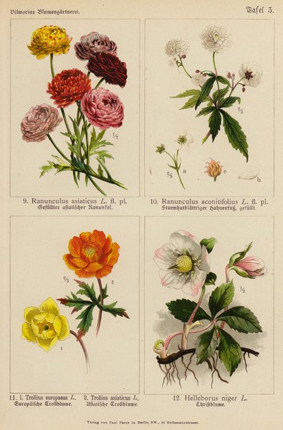 Ranunculus Asiaticus, Ranunculus Aconitifolius, Trollius Europeaeus, Trollius Asiaticus, Helleborus Niger (barevná litografie) od (after) German School