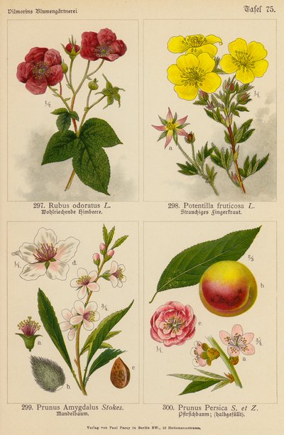 Rubus Odoratus, Potentilla Fruticosa, Prunus Amygdalus, Prunus Persica (barevná litografie) od (after) German School