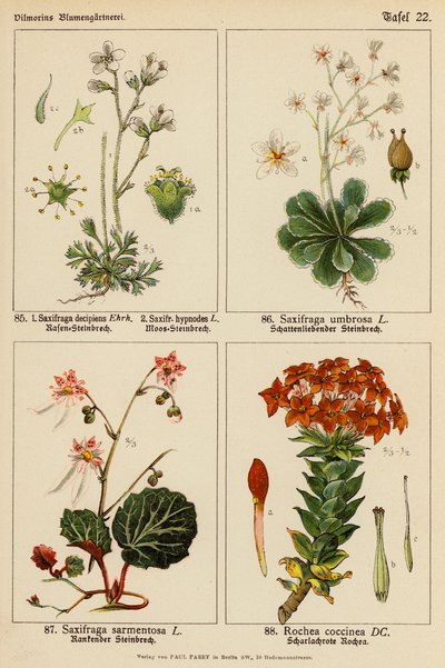 Saxifraga Decipiens, Saxifraga Hypnodes, Saxifraga Umbrosa, Saxifraga Sarmentosa, Rochea Coccinea (barevná litografie) od (after) German School