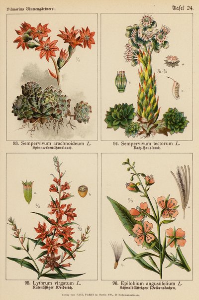 Sempervivum Arachnoideum, Sempervivum Tectorum, Lythrum Virgatum, Epilobium Angustifolium (barevná litografie) od (after) German School