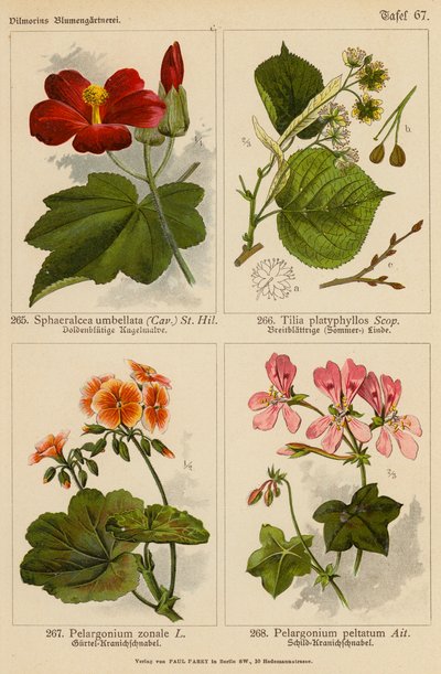 Sphaeralcea Umbellata, Tilia Platyphyllos, Pelargonium Zonale, Pelargonium Peltatum (barevná litografie) od (after) German School