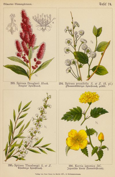 Spiraea Douglasii, Spiraea Prunifolia, Spiraea Thunbergii, Kerria Japonica (barevná litografie) od (after) German School