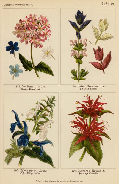 Verbena Hybrida, Salvia Horminum, Salvia Patens, Monarda Didyma (barevná litografie) od (after) German School