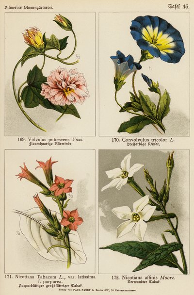 Volvulus Pubescens, Convolvulus Tricolor, Nicotiana Tabacum, Nicotiana Affinis (barevná litografie) od (after) German School