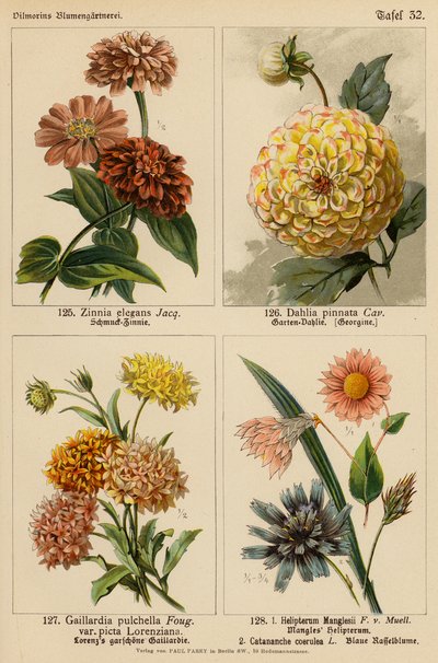 Zinnia Elegans, Dahlia Pinnata, Gaillardia Pulchella, Helipterum Manglesii, Catananche Coerulea (barevná litografie) od (after) German School