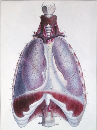 Anatomie plic, z 