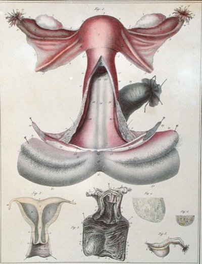 Anatomie dělohy, z 