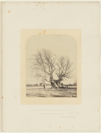 Buk Pollardův na Smithově trávníku od 14th Earl of Caithness James Sinclair