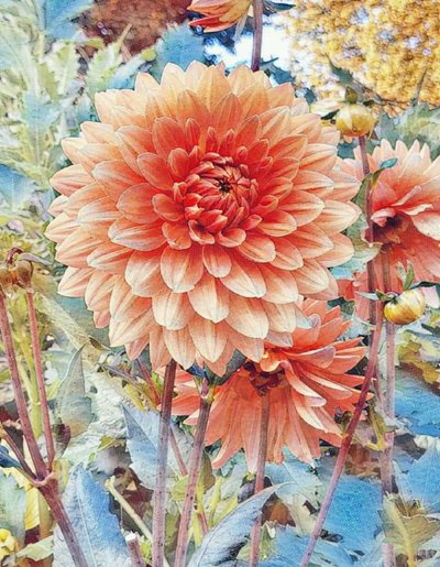 Rosa Dahlieová. od Margareta Uliarte